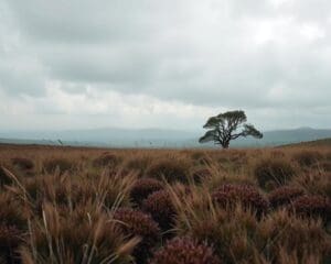 What does wind on the moors stir inside you?